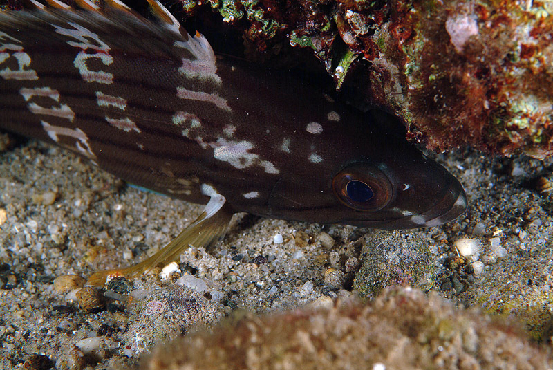 Epinephelus costae